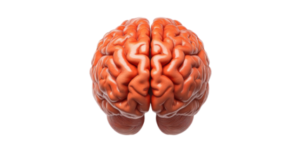 Human brain model on a transparent background