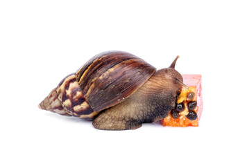 Achatina fulica or Lissachatina fulica. Giant African land snail are eating ripe papaya halves fruit isolated on white background.