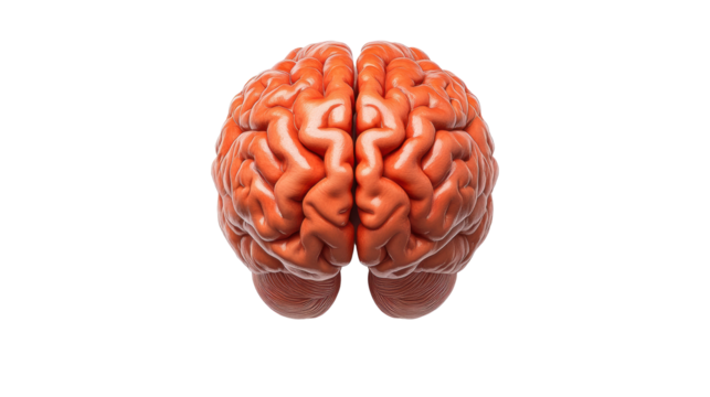 Human brain model on a transparent background