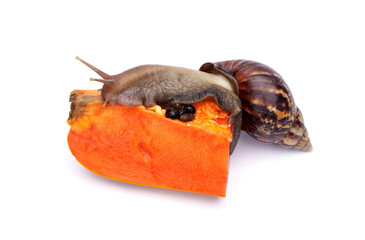 Obraz premium Achatina fulica or Lissachatina fulica. Giant African land snail are eating ripe papaya halves fruit isolated on white background.