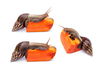 Set Achatina fulica or Lissachatina fulica. Giant African land snail are eating ripe papaya halves...