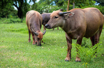 Herd of Asian Water Buffalo, a large water buffalo with impressive horns, looks calmly forward in a bright green grassland.