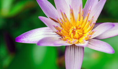 Macro yellow pollen of purple lotus or water lily flower