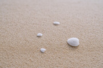 Seashells on Beach Sand: Coastal Summertime Still Life Featuring Marine Life and Golden Sand