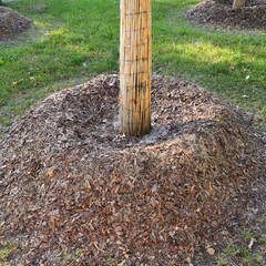 Insulation of tree roots and trunks with wood chips and sawdust