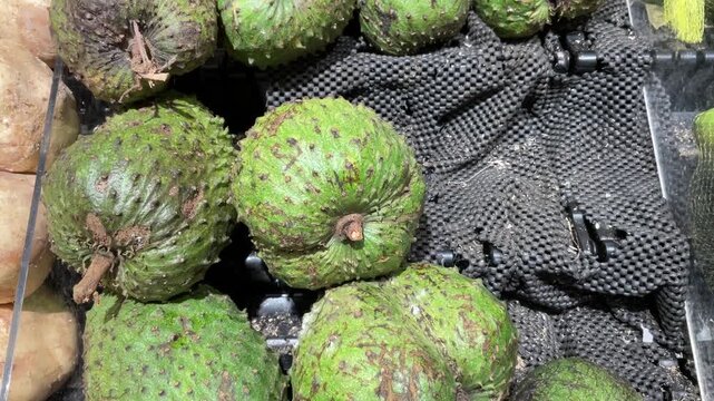 Soursop or Annona muricata L or Sugar Apple Treatment of cancer. In Indonesia, soursop dodol, a sweetmeat, is made by boiling soursop pulp in water and adding sugar until the mixture hardens.
