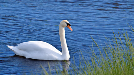Fototapeta premium Graceful white swan swims elegantly on blue water of wild river. peaceful and serene scene from outdoors with beautiful bird