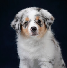 Cute fluffy Australian Shepherd puppy