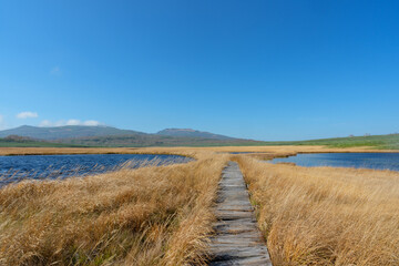 Autumn Marsh Pond and Golden Grass at Uryu-numa Wetland, Hokkaido, Japan