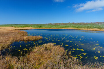 Autumn Marsh Pond and Golden Grass at Uryu-numa Wetland, Hokkaido, Japan