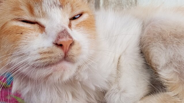 Close-up portrait of an orange and white cat with squinting eyes 