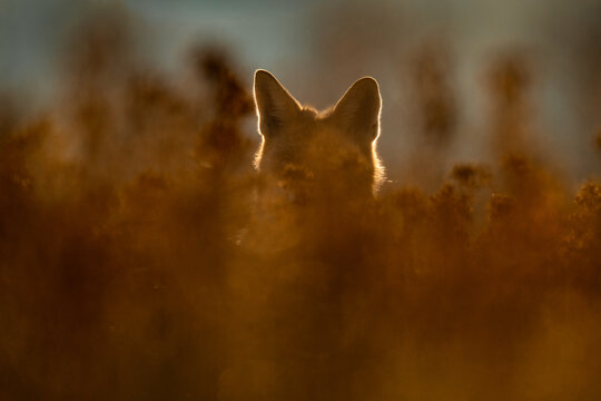 Red fox (Vulpes vulpes) captured in its natural habitat, alert and observing its surroundings. The detailed close-up highlights its reddish fur, sharp features and expressive eyes.