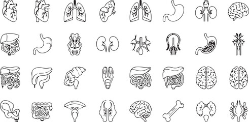Anatomy of the Human Body Organs Lined Style Illustration