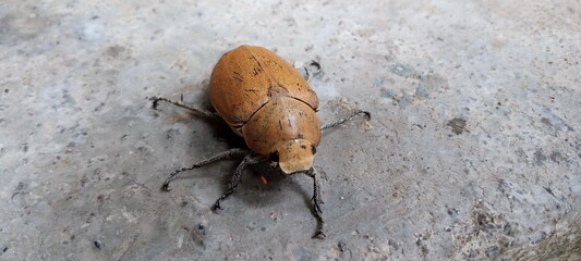 A brown beetle is looking for food
