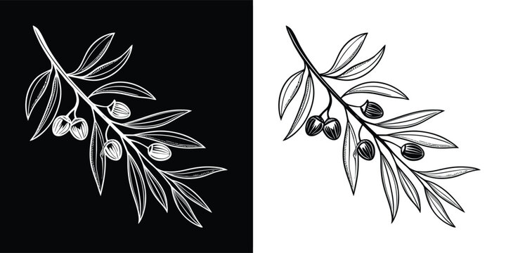 A handdrawn illustration of an olive branch with olives, presented in both black and white versions against contrasting backgrounds
