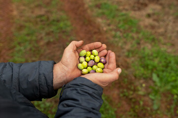 Close-up: soil-marked agricultural worker hands gather branch with ripe yellow-green and black olives. Blurred green tree background. Warm sunlight. Human dedication mood.