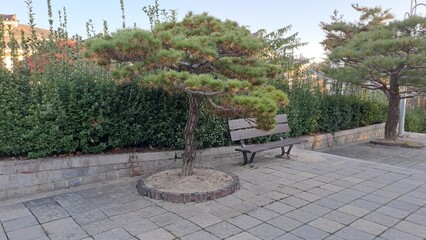 decorative pine tree with wooden bench in urban plaza park landscape