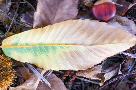 Detalle de suelo oto&ntilde;al lleno de hojas marrones secasy una casta&ntilde;a 