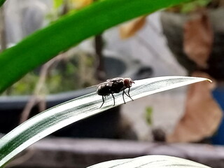 A fly is looking for food on a leaf