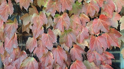 autumn ivy leaves with red and orange fall colors on wall