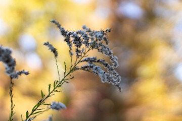 Soft Botanical Close-Up With Autumn Bokeh Background