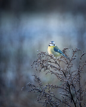Blue tit on a twig in winter. Dark and moody feeling, blurred bokeh background. Bird photography taken in Sweden in November.
