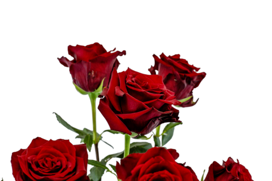 le rose - Powered by Adobe