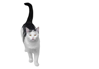 Portrait of black white cat standing, looking at camera, isolated on white background with clipped path, empty copy space. Tail is raised, pet asks for food, taking care of pets. Blank for artwork