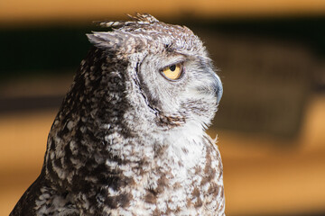 Bubo bengalensis (Indian Eagle owl) exhibition