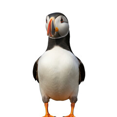 Puffin Bird Facing Forward with Black and White Feathers and Orange Beak Isolated on a Transparent Background