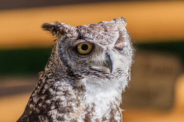 Bubo bengalensis (Indian Eagle owl) exhibition