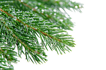 Close-Up Of Evergreen Pine Needles With Dew Drops. Nature'S Freshness And Tranquility Isolated On Transparent Background