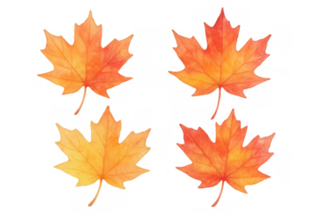 Watercolor maple leaves illustrating autumn season changes with colorful tree foliage on transparent background