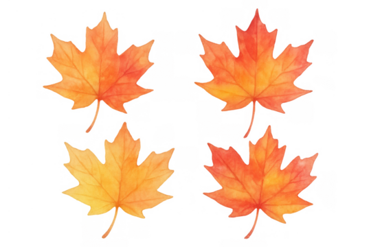 Watercolor maple leaves illustrating autumn season changes with colorful tree foliage on transparent background