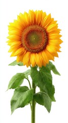 Obraz premium A single vibrant yellow sunflower with a dark center, its petals and green leaves glistening with water droplets against a clean white background.