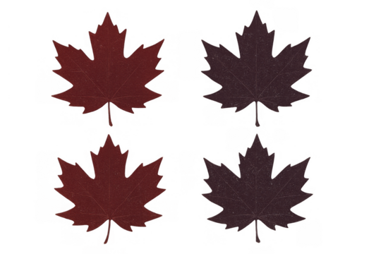Autumn maple leaves falling, showing seasonal nature change and canadian national symbol on transparent background