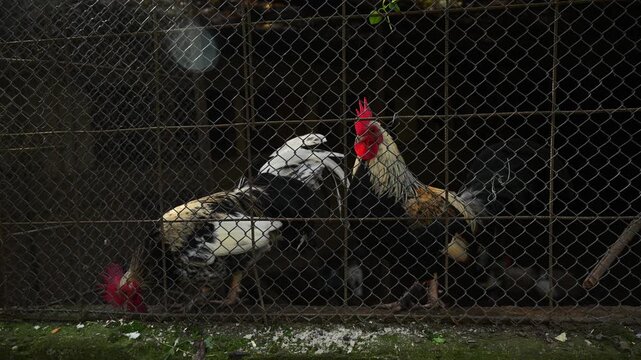 Two curious farm cocks behind wire fence, focused eyes and colorful feathers, countryside poultry enclosure. 4K.