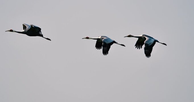 white-naped crane family  flying in the sky