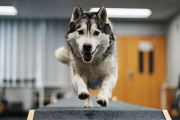 Overweight husky shows focus and motivation while running through an agility ramp in a large training room designed for canine fitness and rehabilitation