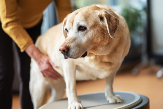 A senior Labrador leans slightly on a wobble board while a human hand supports its balance. This is part of a fitness training session focused on rehabilitation and maintaining mobility