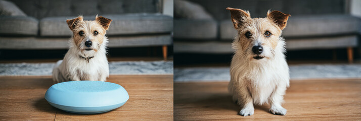 A small terrier successfully balances on a raised platform surrounded by agility equipment in a bright training hall, highlighting its fitness and training routine