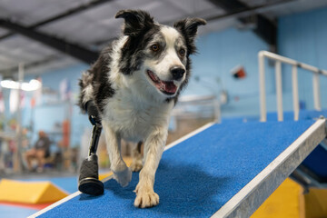Border collie confidently walks up an agility ramp, showcasing its recovery progress. The pet wears a prosthetic leg, highlighting dedication to fitness and therapy in a training facility