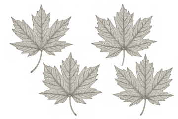 Vintage maple leaves outlining natural botanical design elements in grayscale, transparent background