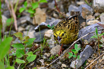 Obraz premium Yellowhammer // Goldammer (Emberiza citrinella) 