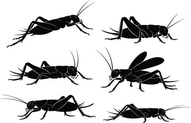 Cricket insect silhouette vector, black cricket side view, entomology illustration, bug anatomy pose, cad drawing flat vector illustration