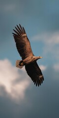 Obraz premium Majestic eagle soaring in cloudy blue sky