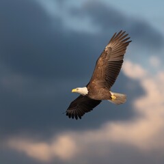 Obraz premium Majestic bald eagle soaring against dramatic sky at sunset