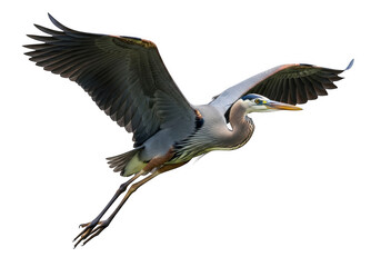 Great blue heron in flight isolated on white background