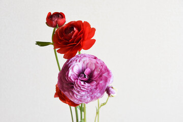 赤と紫のラナンキュラス