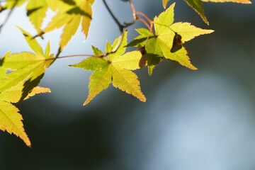 京都の寺院の境内の紅葉の気配が感じられる楓の葉